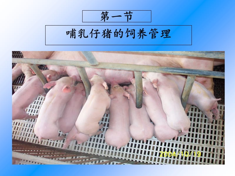 仔猪的饲养管理PPT课件.ppt_第2页