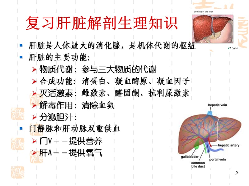 内科护理学-肝硬化病人的护理PPT课件.ppt_第2页