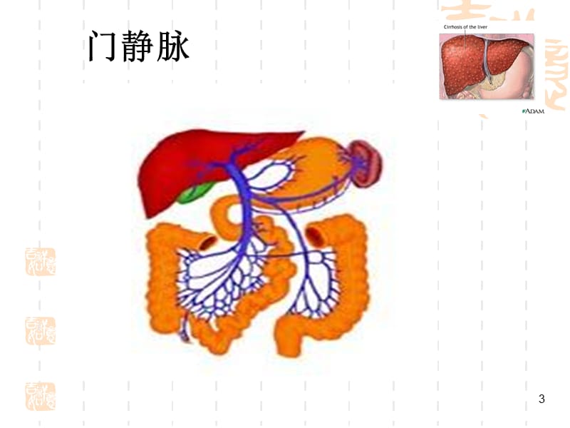 内科护理学-肝硬化病人的护理PPT课件.ppt_第3页