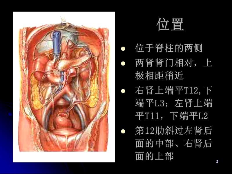 肾的局部解剖ppt课件_第2页