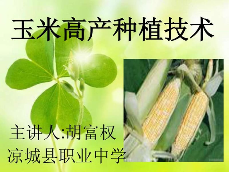 《玉米种植技术》PPT课件.ppt_第1页