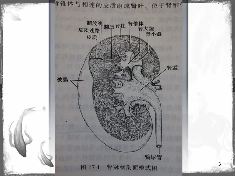 肾切除标本的取材与报告ppt课件_第3页