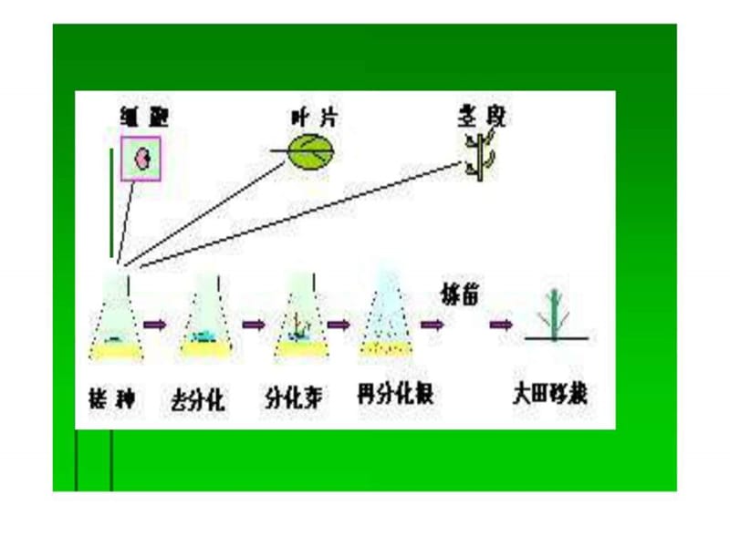 《植物组织培养技术》PPT课件.ppt_第3页