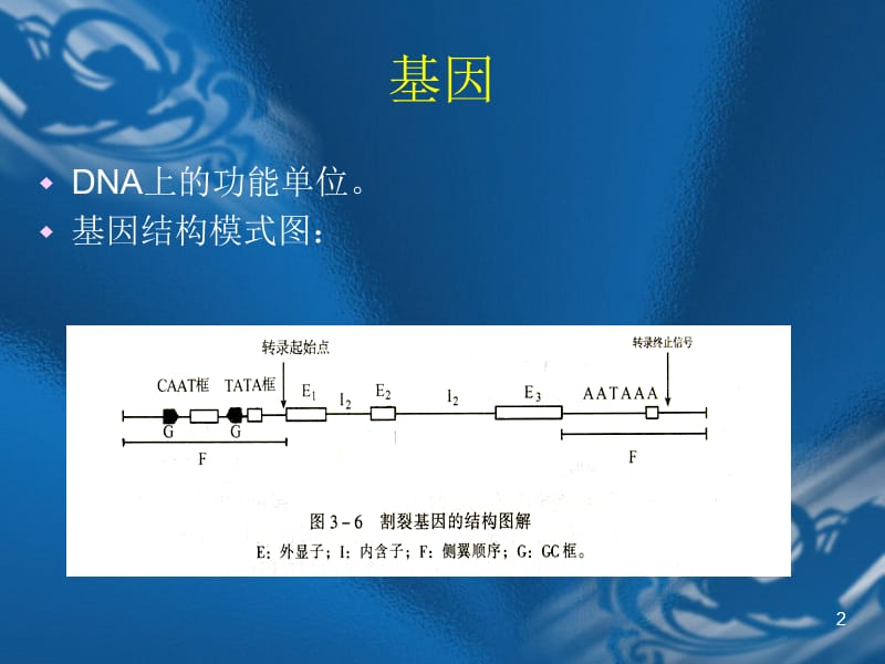 神经系统遗传病的基因诊断ppt课件_第2页