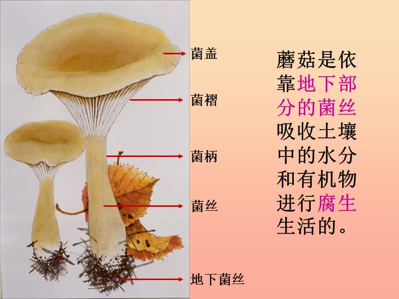 2019四年级科学上册3.1各种各样的蘑菇课件1新人教版.ppt_第2页