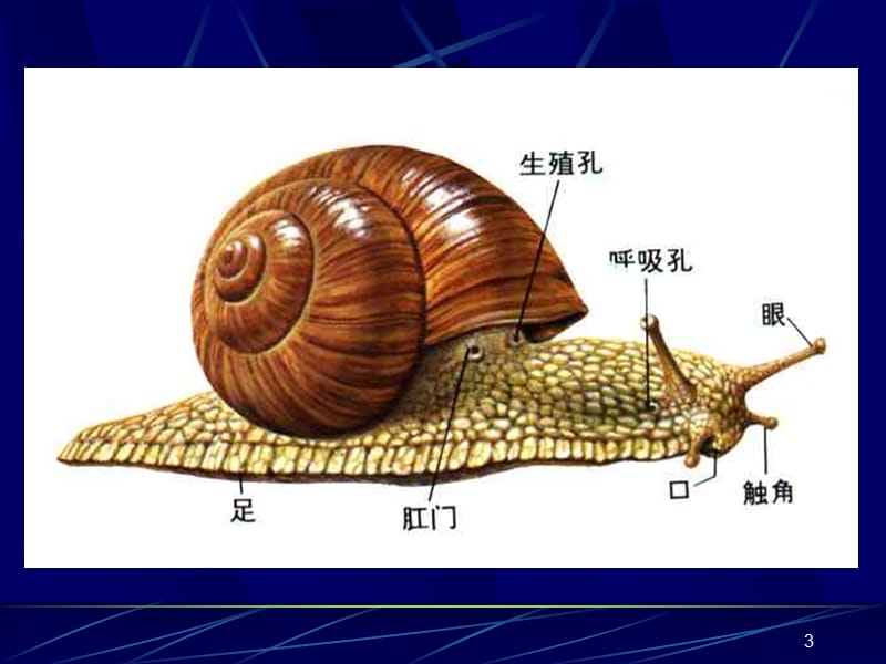 生物与非生物ppt课件_第3页