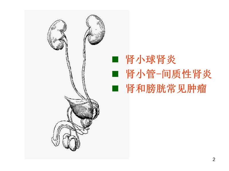 病理学肾小球肾炎ppt课件.ppt_第2页