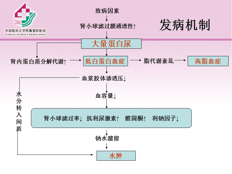 小儿泌尿肾病药大ppt课件.ppt_第3页