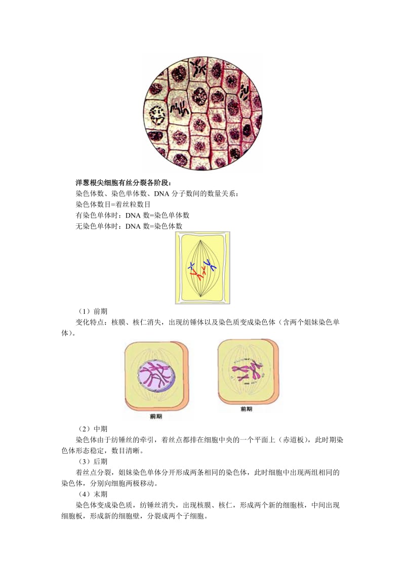 2019-2020年高二生物 第四章 第1节 细胞的增殖知识精讲 浙江版必修1.doc_第3页