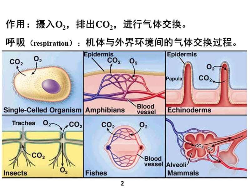 生理学呼吸本科7版ppt课件_第2页