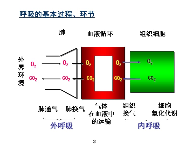 生理学呼吸本科7版ppt课件_第3页