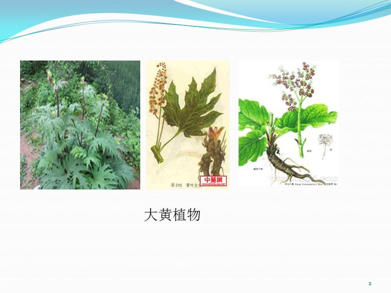 生药学大黄ppt课件_第2页