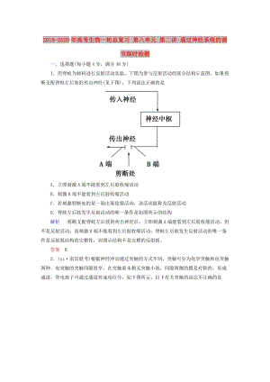 2019-2020年高考生物一輪總復(fù)習(xí) 第八單元 第二講 通過神經(jīng)系統(tǒng)的調(diào)節(jié)限時檢測.doc