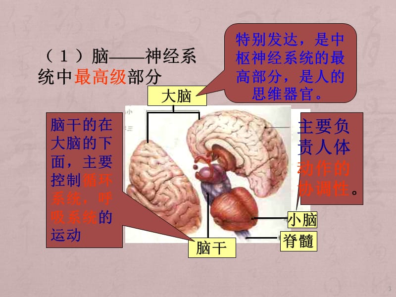 生命活动的调节华师大版ppt课件_第3页