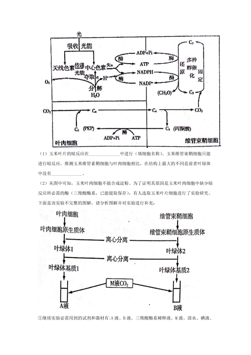 2019-2020年高三下学期第三次模拟考试理综生物试题 含答案.doc_第3页