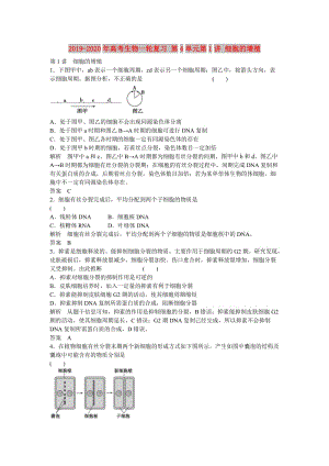 2019-2020年高考生物一輪復(fù)習(xí) 第4單元第1講 細(xì)胞的增殖.doc