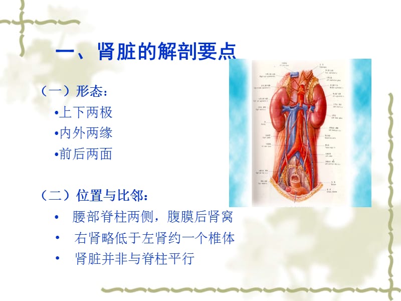 正常肾脏的超声诊断课件.ppt_第2页