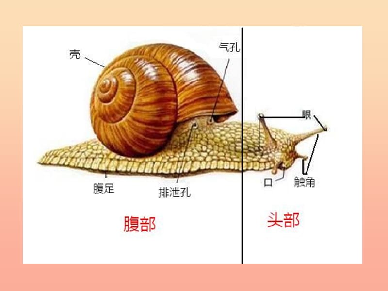 2019三年级科学上册第二章第4课我们和动物有哪些相同和不同课件2新人教版.ppt_第3页