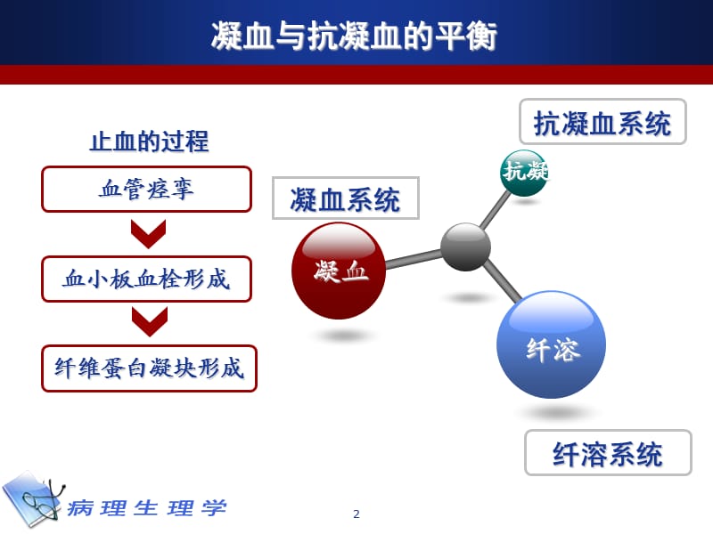 生理学凝血和抗凝血平衡紊乱ppt课件_第2页