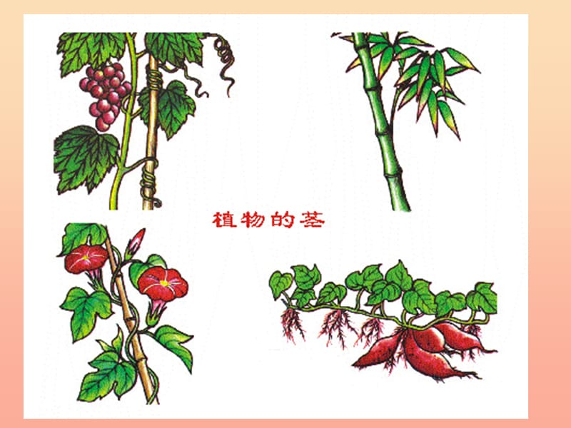 2019年秋四年级语文上册《形形色色的植物》课件1 冀教版.ppt_第3页