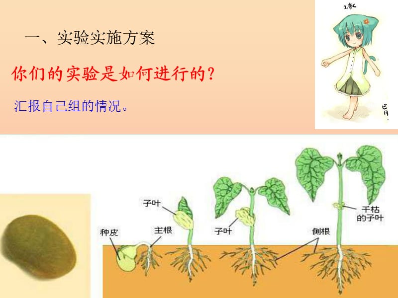 2019年五年级科学上册1.2种子发芽实验二课件2教科版.ppt_第2页