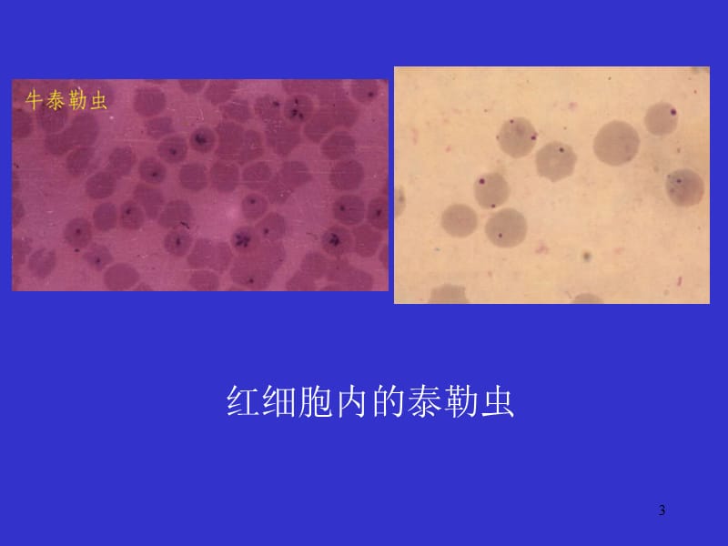 泰勒虫病ppt课件_第3页