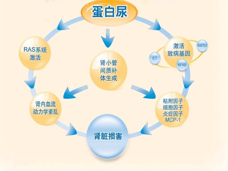 糖尿病蛋白尿的营养治疗ppt课件.ppt_第3页