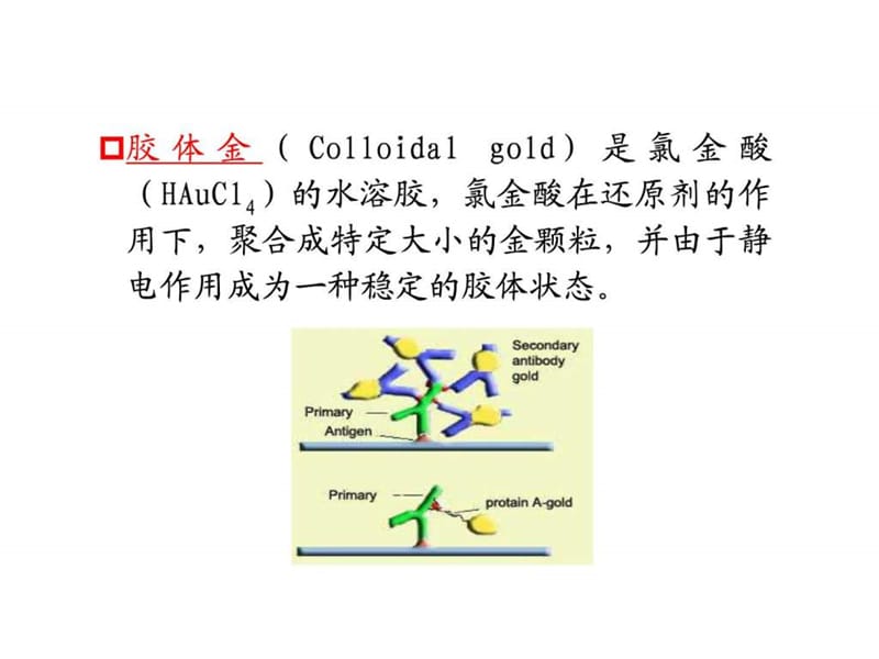 实验四胶体金试纸条检测技术.ppt_第3页