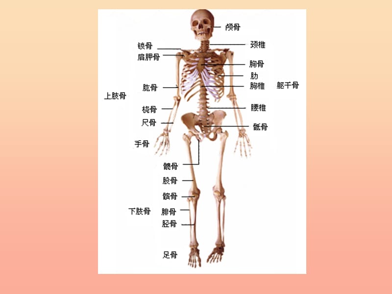 2019六年级科学上册第二章第1课骨骼和肌肉课件2新人教版.ppt_第1页