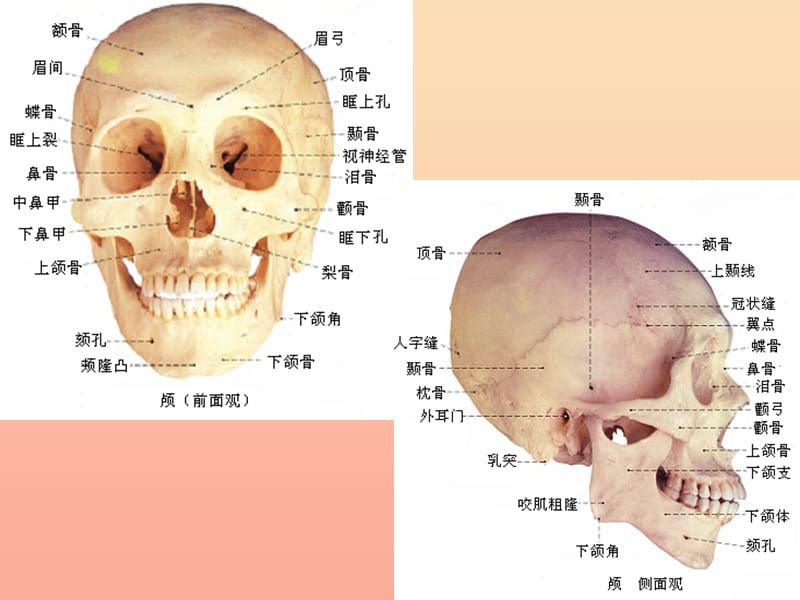 2019六年级科学上册第二章第1课骨骼和肌肉课件2新人教版.ppt_第2页