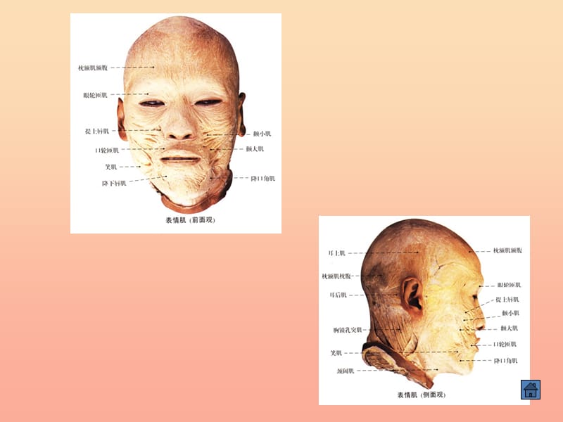 2019六年级科学上册第二章第1课骨骼和肌肉课件2新人教版.ppt_第3页