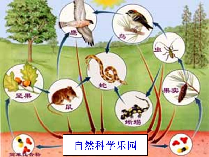 2019年五年级科学上册1.5食物链和食物网课件5教科版.ppt_第3页