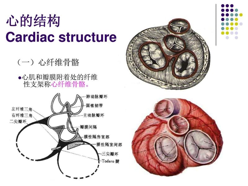 心脏肿瘤CT诊断与鉴别诊断.ppt_第3页