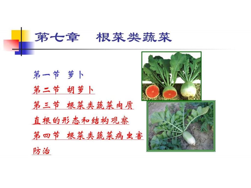 根菜类蔬菜种植技术.ppt_第2页