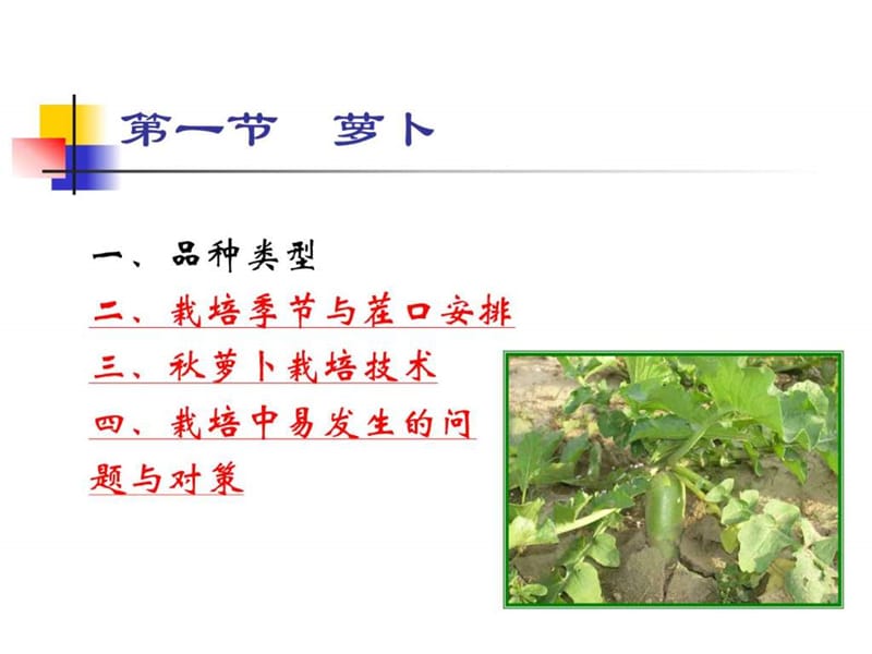 根菜类蔬菜种植技术.ppt_第3页