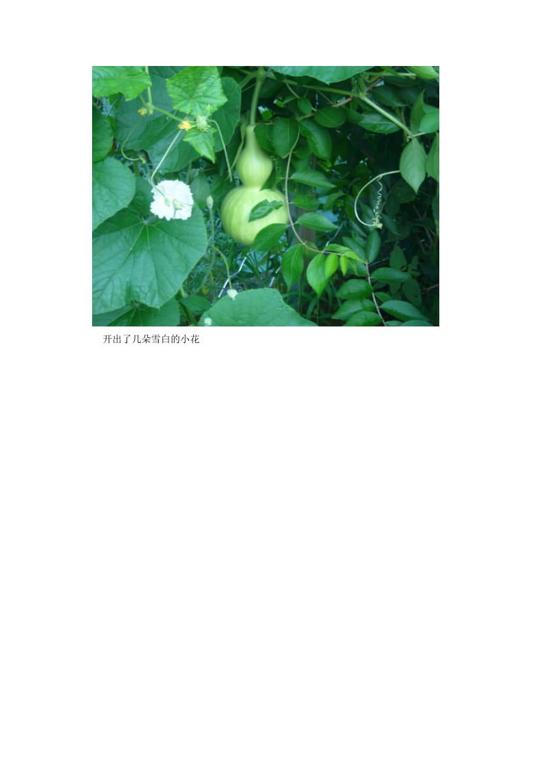 二年级语文上册 第四单元 14《我要的是葫芦》图文欣赏—叶子与果实的关系素材 鲁教版.doc_第2页