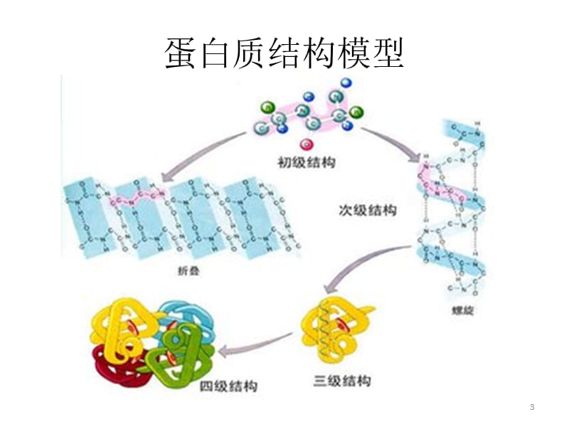 生化论文蛋白质的结构与功能ppt课件_第3页