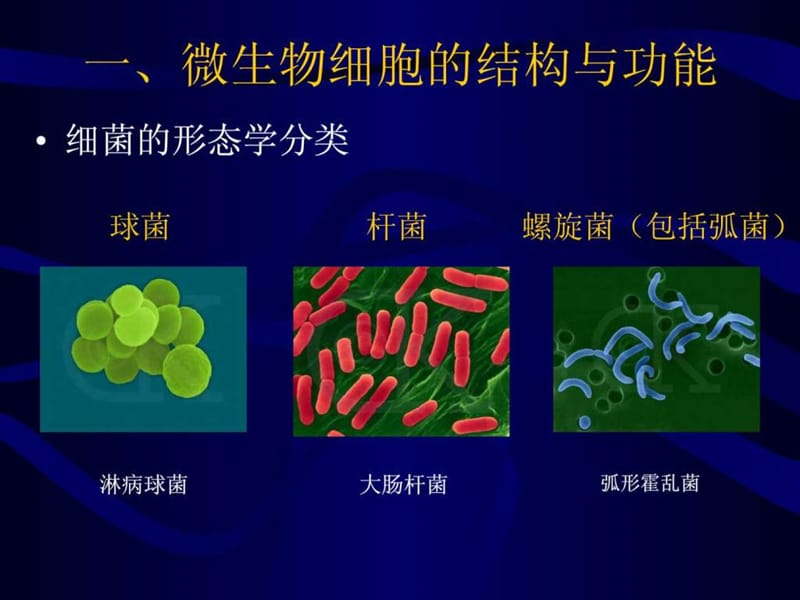 生物奥赛培训教程-微生物学部分.ppt_第3页