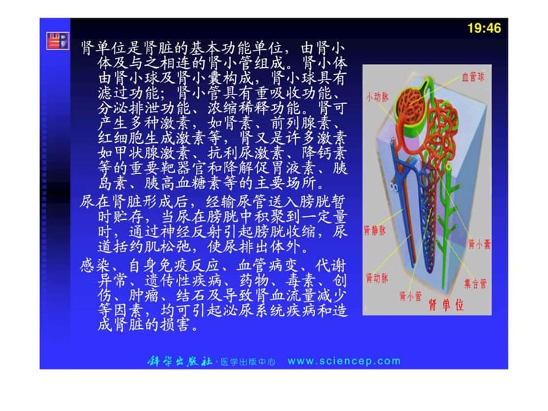 泌尿《内科护理学》.ppt_第3页