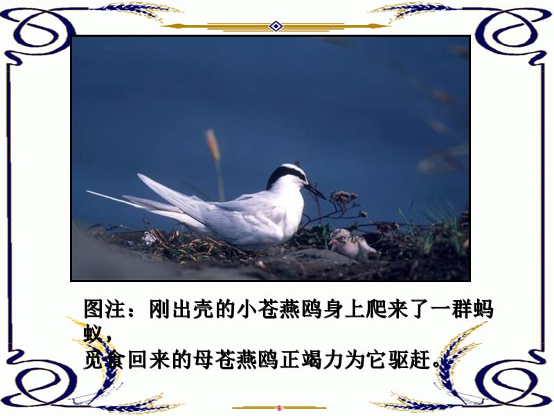 2019年六年级语文上册《七子之歌（节选）》课件1 语文A版.ppt_第2页