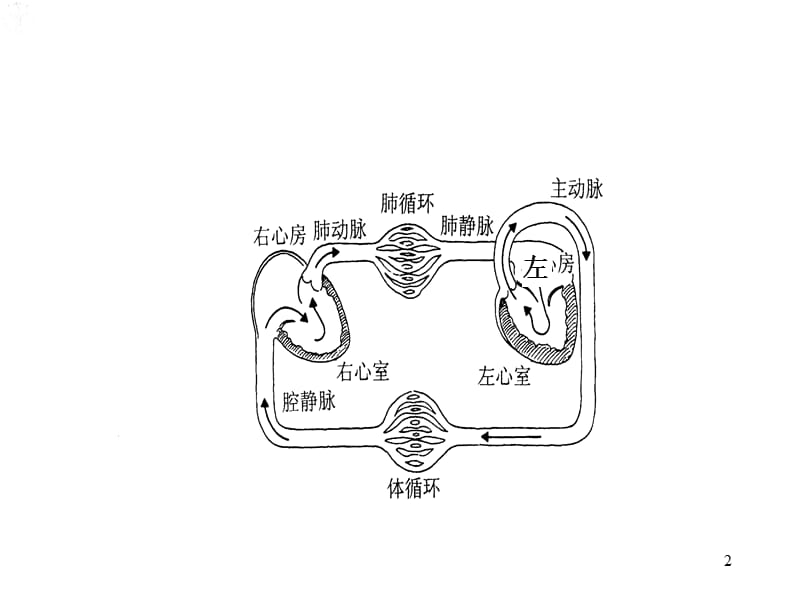 生理学血管生理ppt课件_第2页