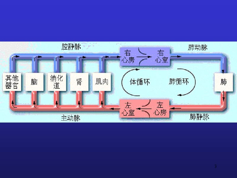 生理学血管生理ppt课件_第3页