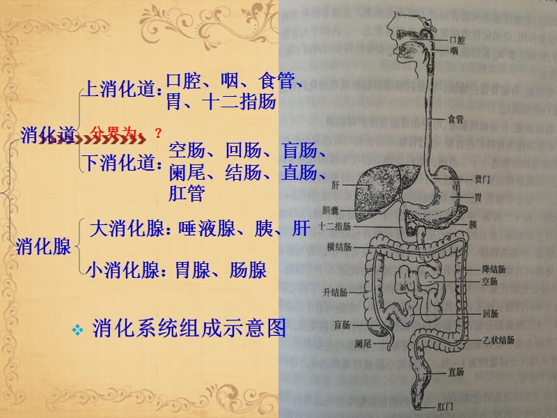 消化系统疾病护理常规ppt课件.ppt_第3页