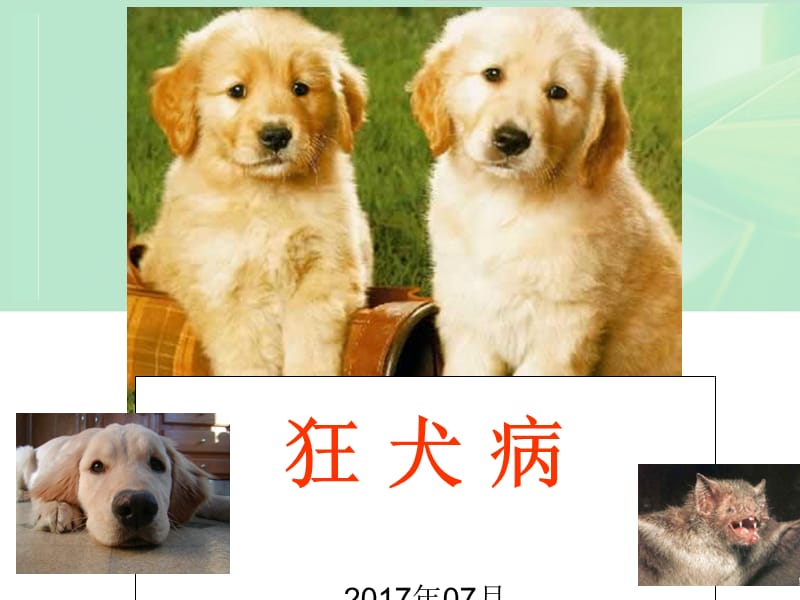 狂犬病病人的护理ppt课件.ppt_第1页