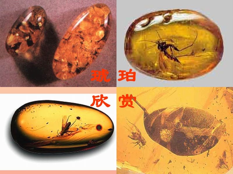 2019年秋四年级语文上册《琥珀》课件2 冀教版.ppt_第3页