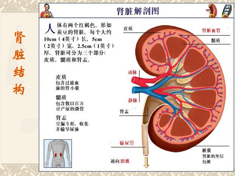 肾脏疾病的实验室诊断ppt课件.ppt_第2页