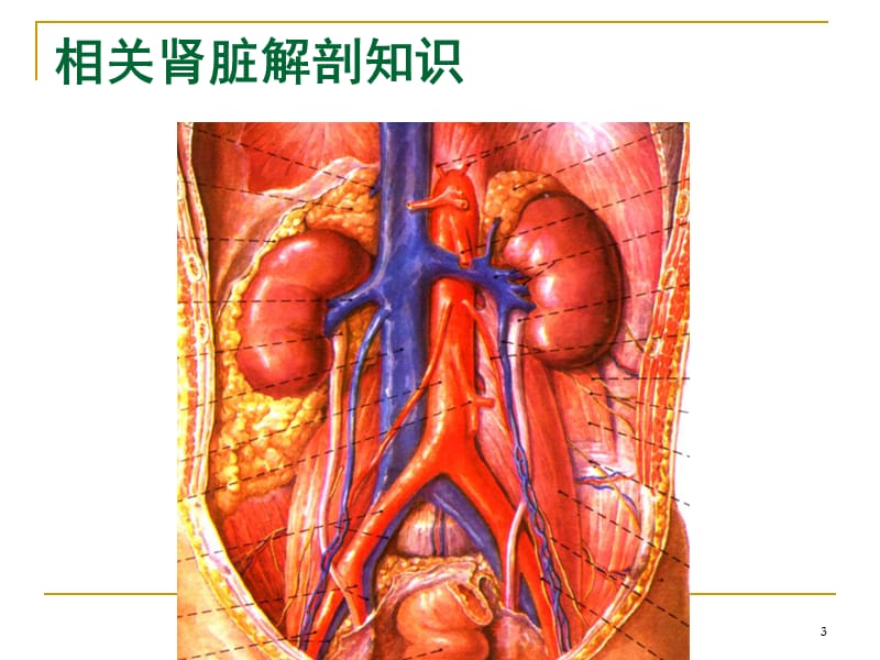 肾脏活检技术ppt课件_第3页