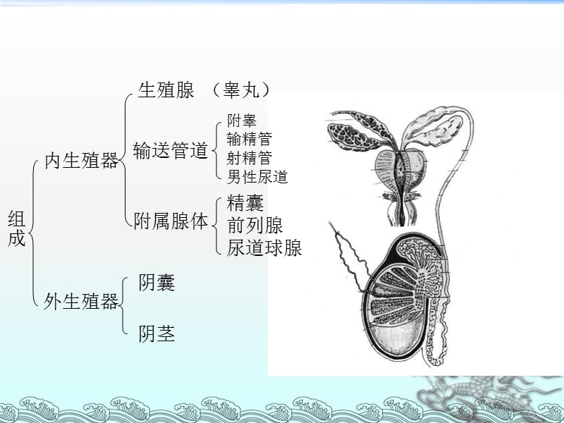 生殖内分泌系统ppt课件_第3页