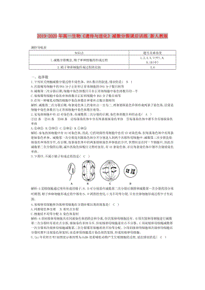 2019-2020年高一生物《遺傳與進(jìn)化》減數(shù)分裂課后訓(xùn)練 新人教版.doc