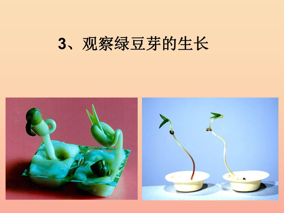 2019年五年級(jí)科學(xué)上冊(cè)1.3觀察綠豆芽的生長(zhǎng)課件2教科版.ppt_第1頁(yè)